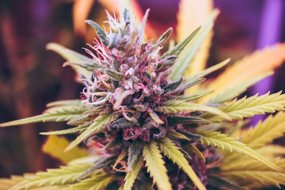 cannabis anatomy: frosty flower