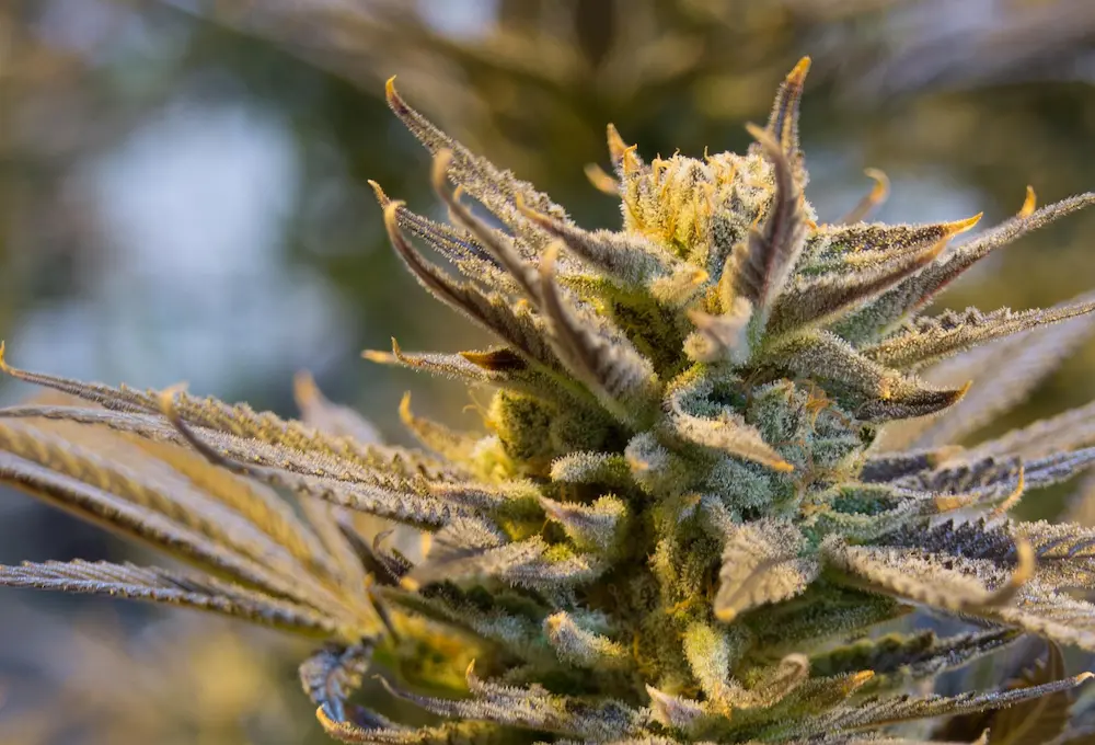 cannabis anatomy: frosty bud