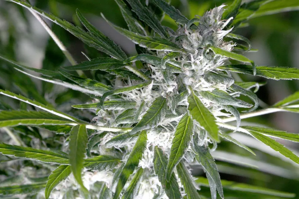 cannabis anatomy - terpenes
