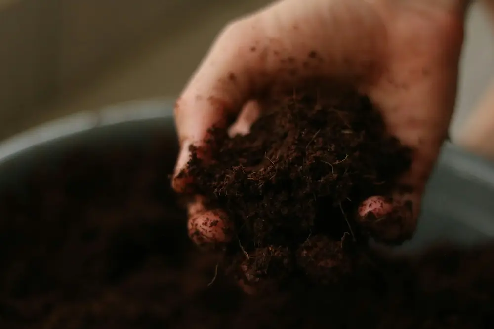 perlite soil