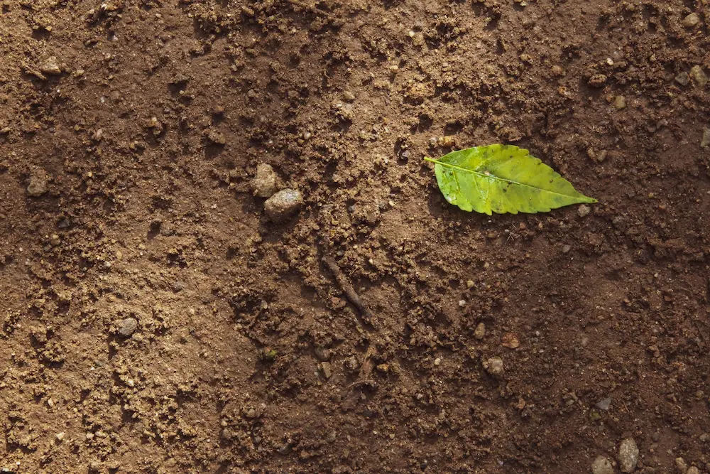 organic soil