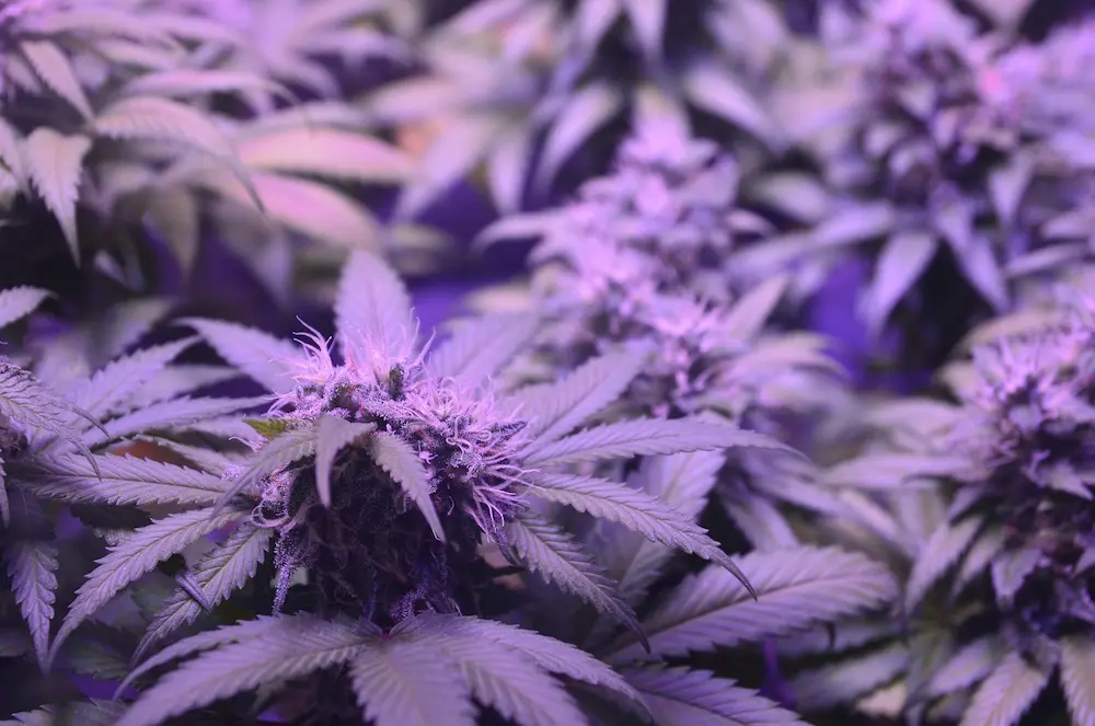 cannabis hydroponics climate control
