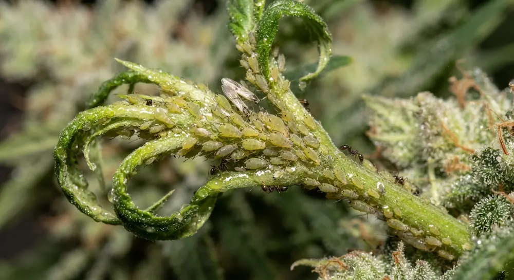 aphids