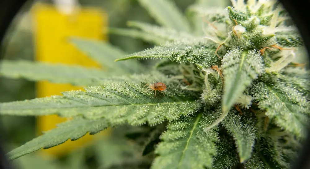 cannabis pest control