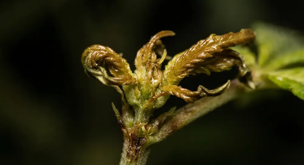 aphids