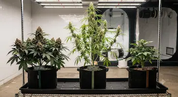 How to cure cannabis guide