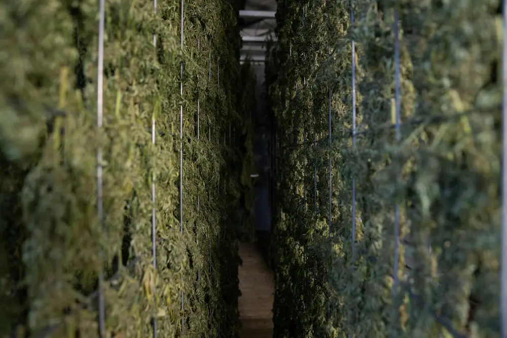 How to trim cannabis - hybrid trimming