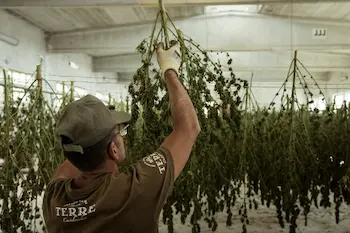 How to cure cannabis guide