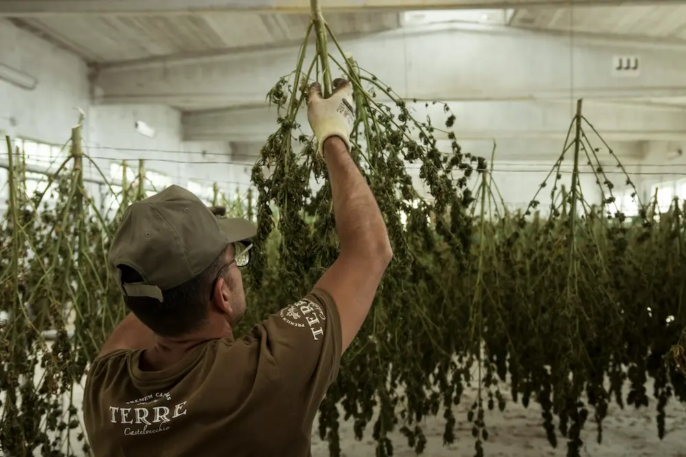 Man hangign cannabis branches to dry