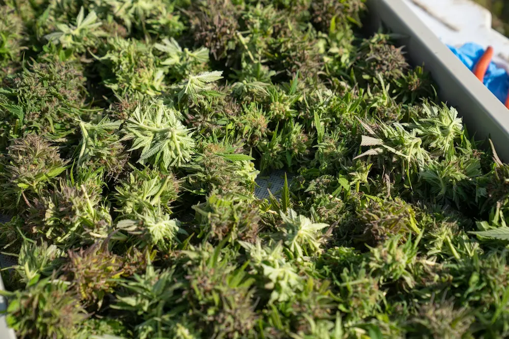 How to trim cannabis - hybrid trimming