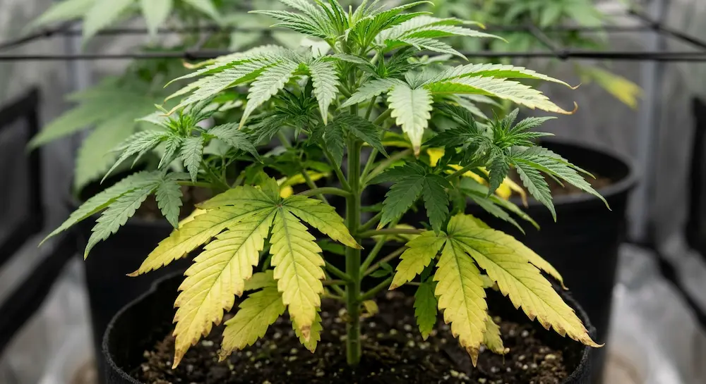 Yellowing bottom cannabis leaves