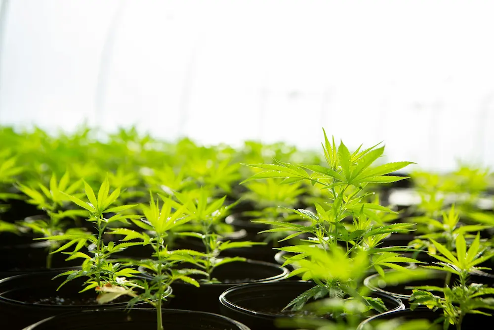 Germinated cannabis seeds into young cannabis plants