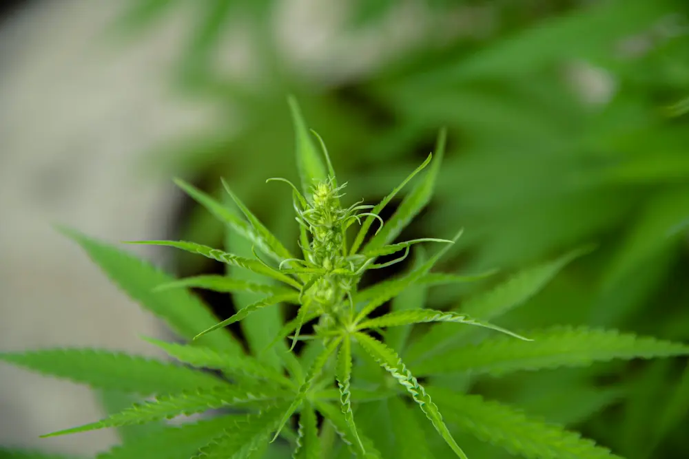 Germinated cannabis seeds into young cannabis plants