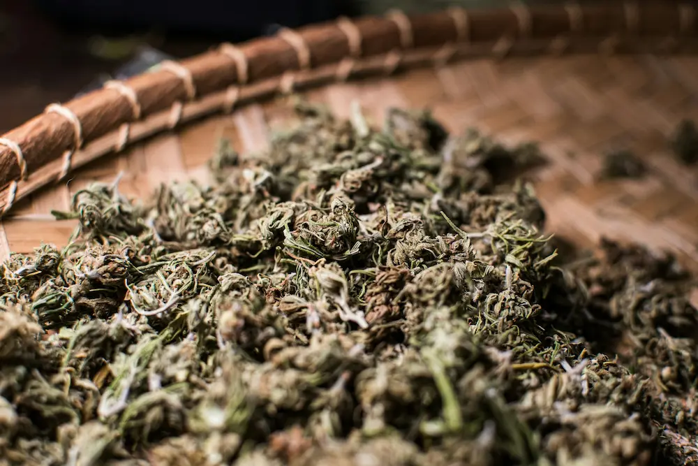 Cannabis buds