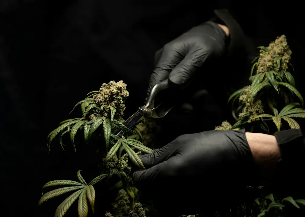 How to trim cannabis - dry trimming