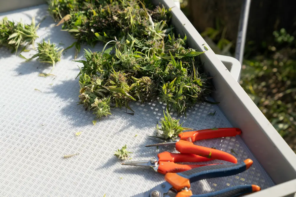 How to trim cannabis - hybrid trimming