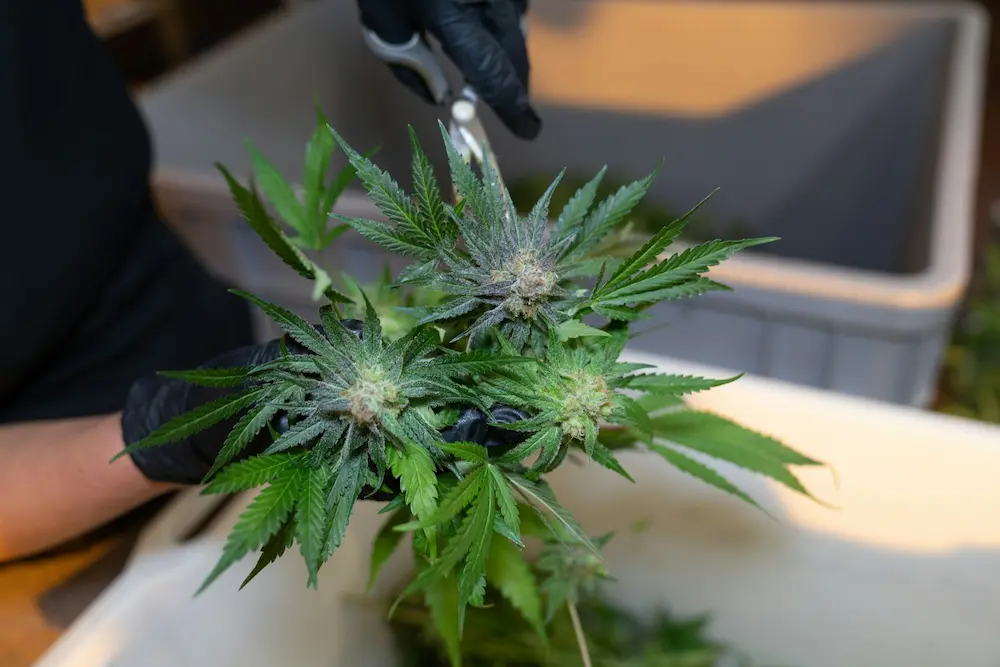 Cannabis seedling growing from a peat pellet