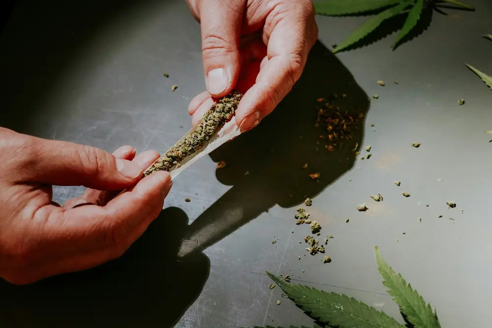 Cannabis Low Stress training ilustration