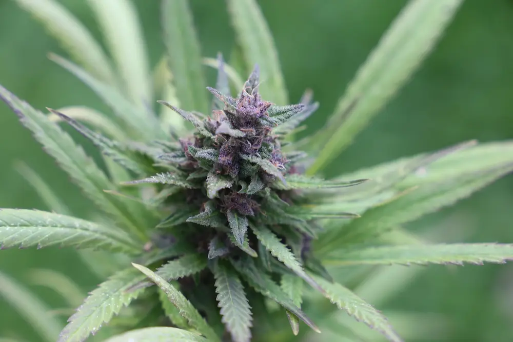 Cannabis seedling growing from a peat pellet