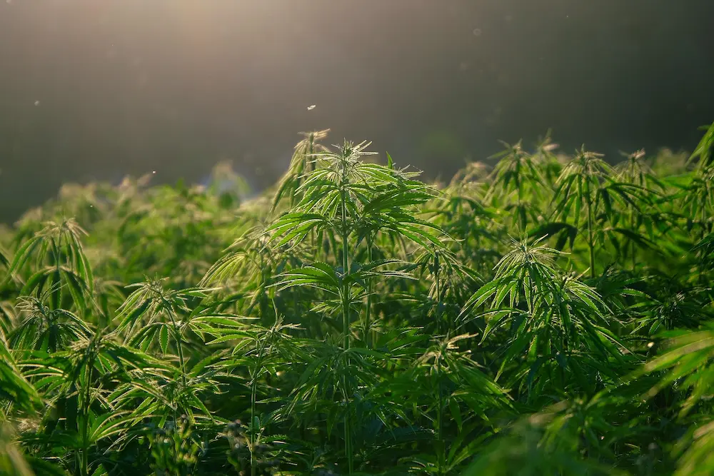 Decarboxylate Your Cannabis