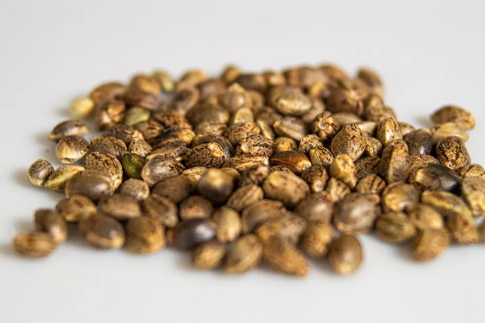 Decarboxylate Your Cannabis