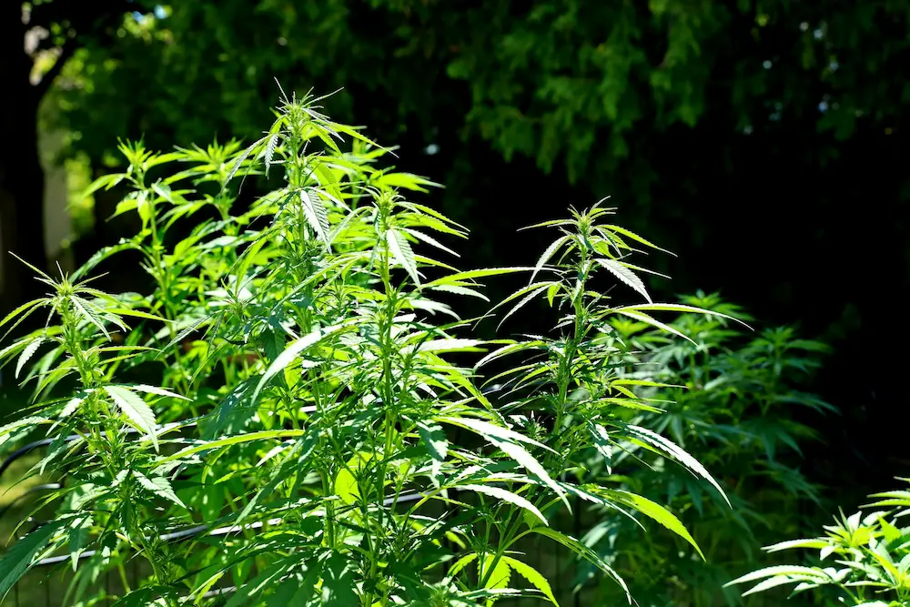 cannabis outdoors in the sun