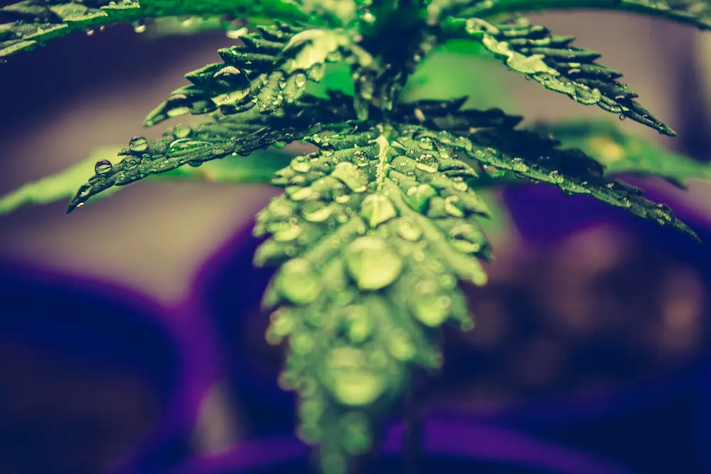 Protecting cannabis plants from the rain outdoors