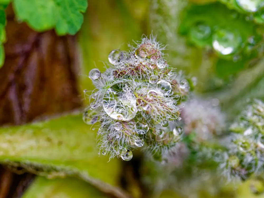 Wet cannabis bud
