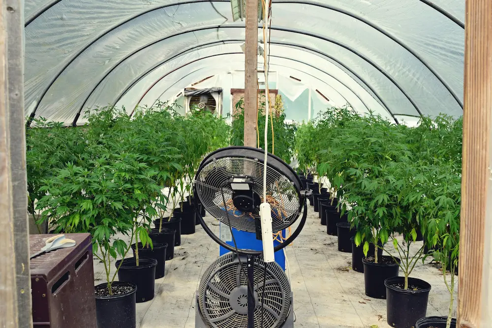 cannabis grow room ventilation