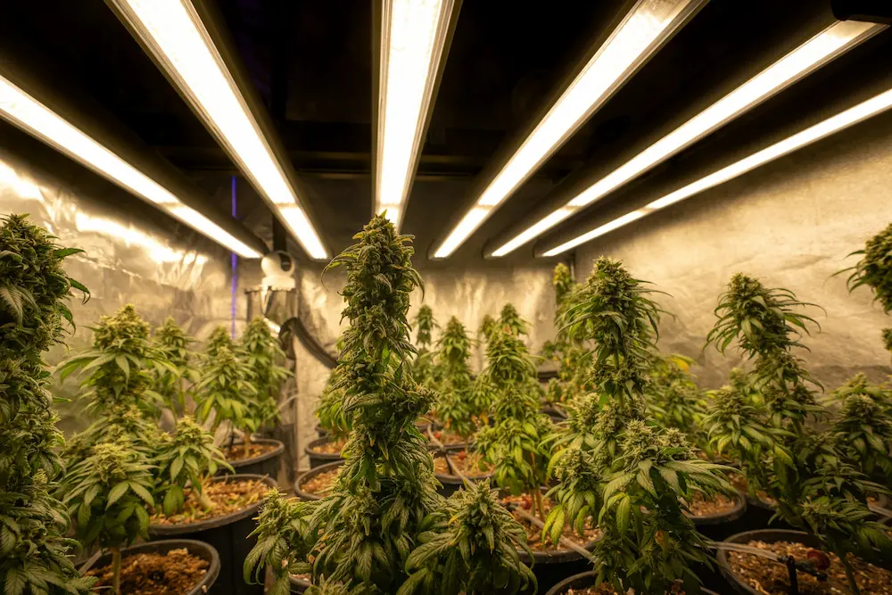 cannabis plants growing indoors in grow room