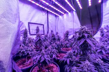 How to cure cannabis guide