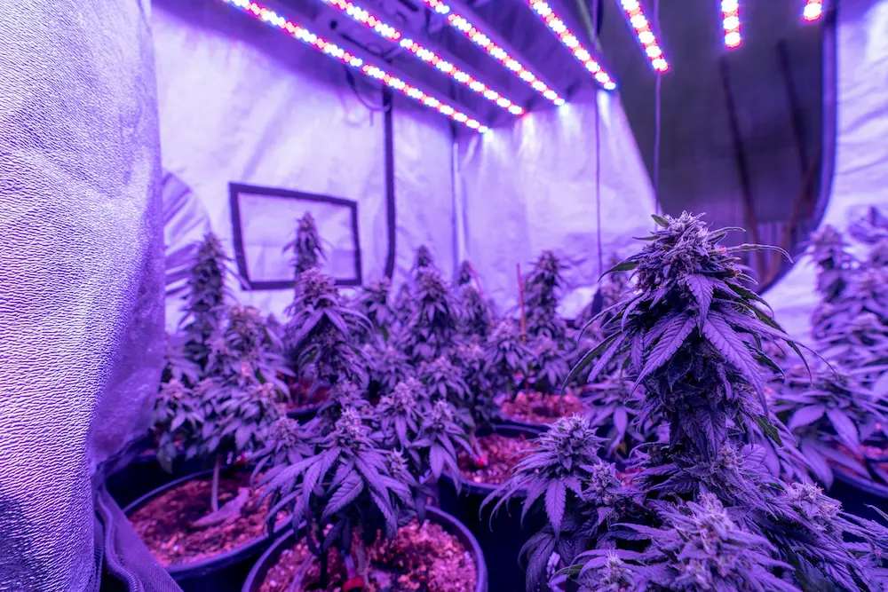 setting up first grow room hero image