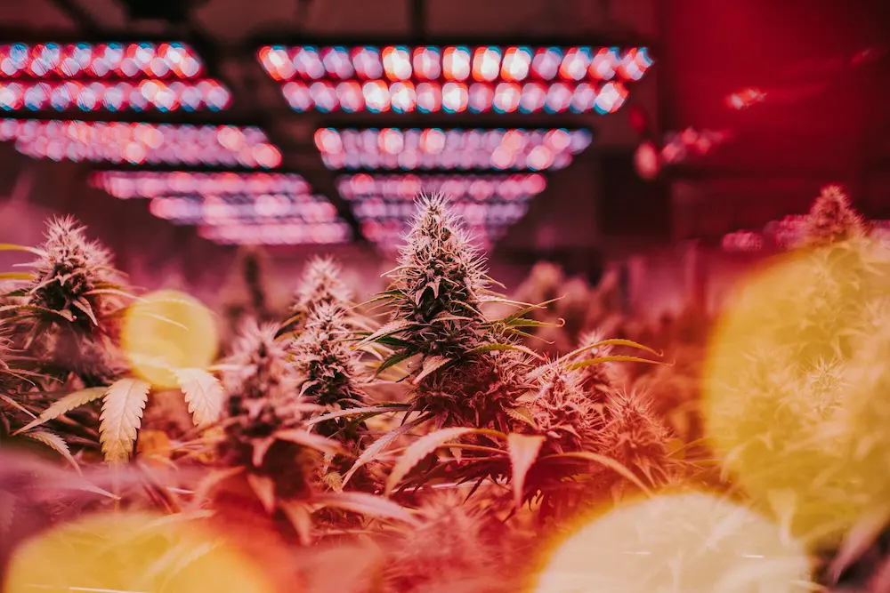 cannabis plants growing indoors in tent