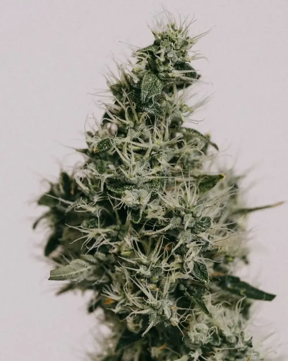 inside of cannabis grow tent