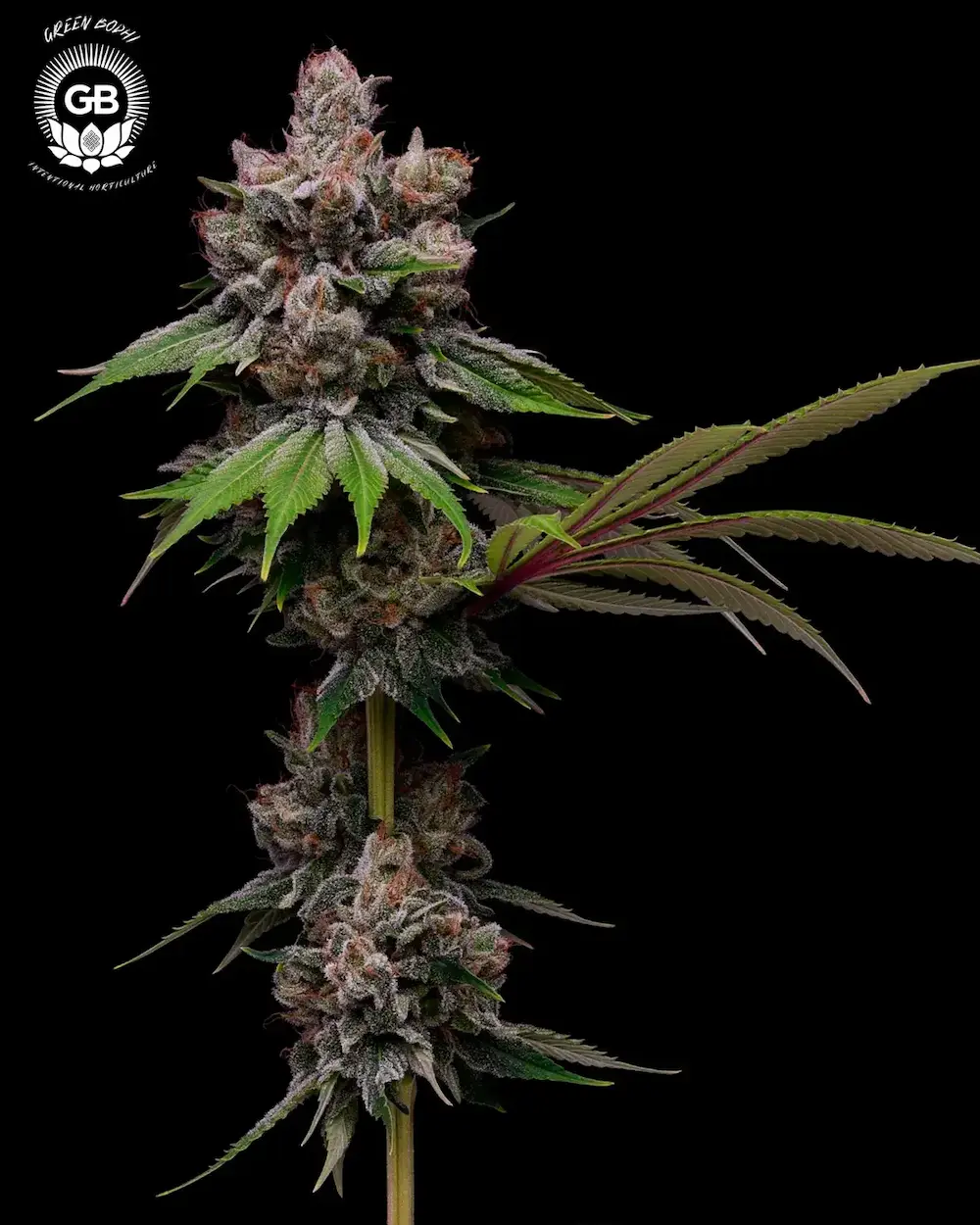 inside of cannabis grow tent