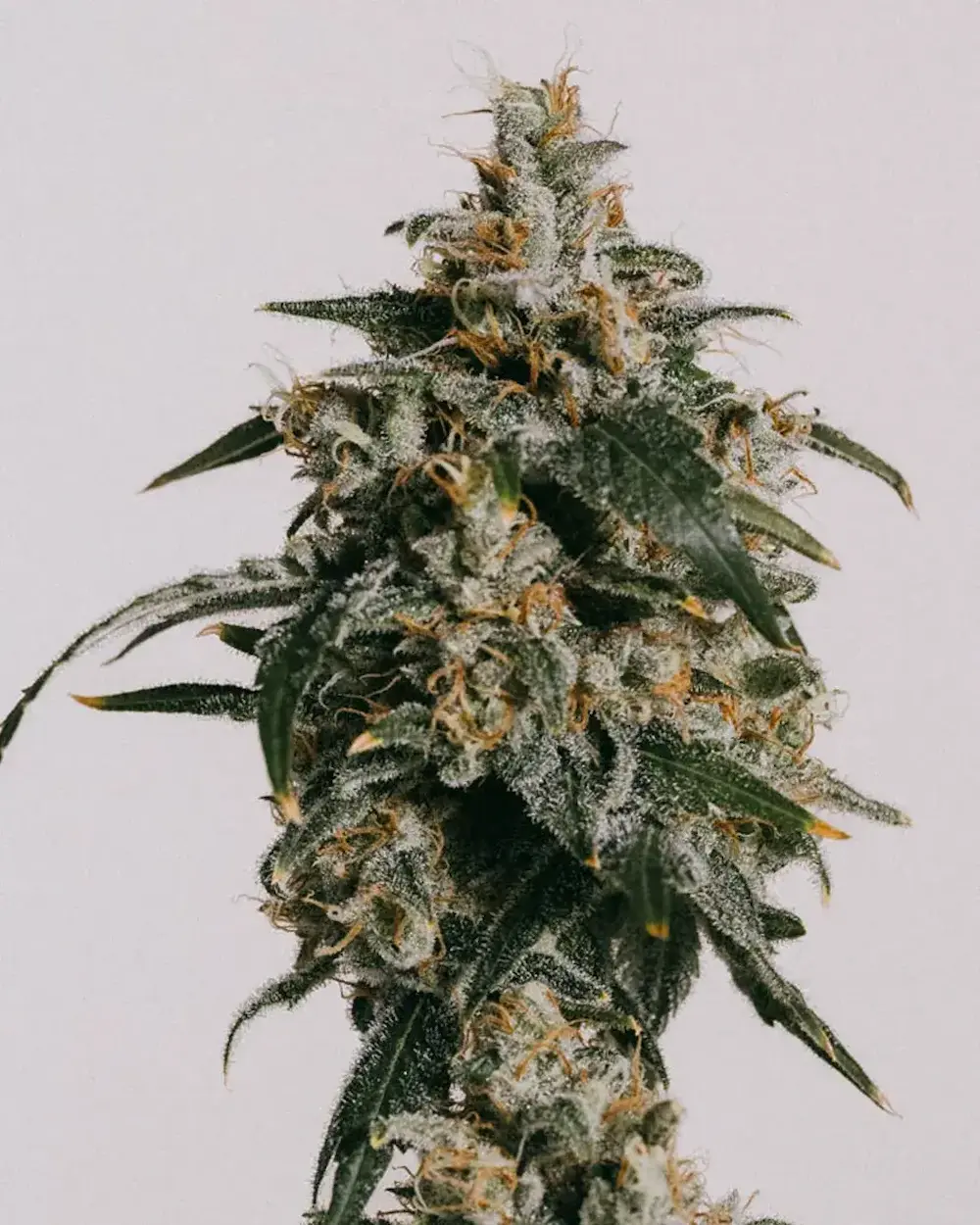 inside of cannabis grow tent