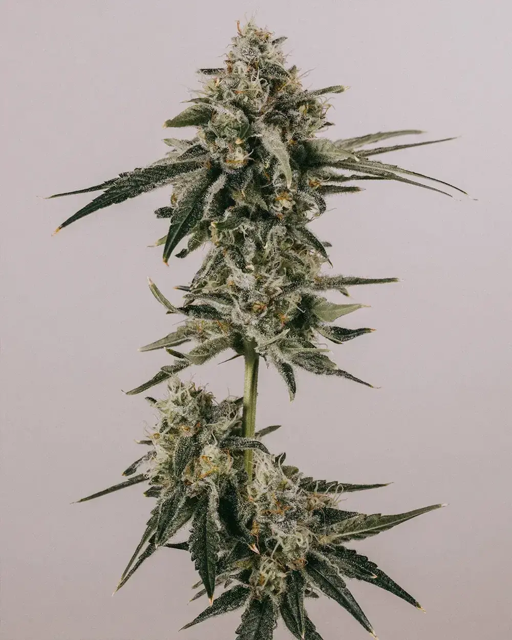 inside of cannabis grow tent