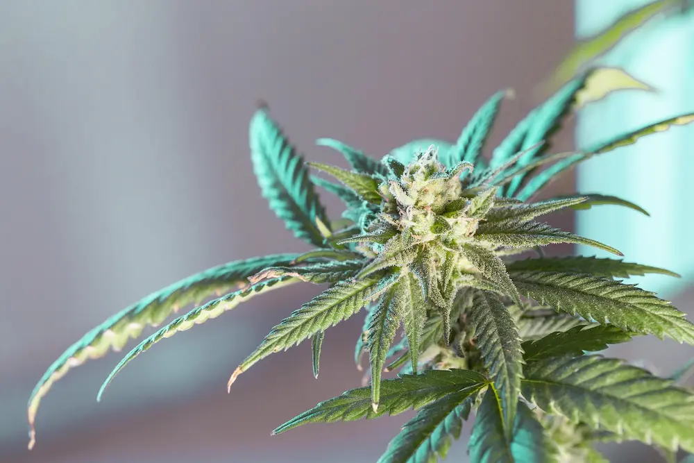 inside of cannabis grow tent