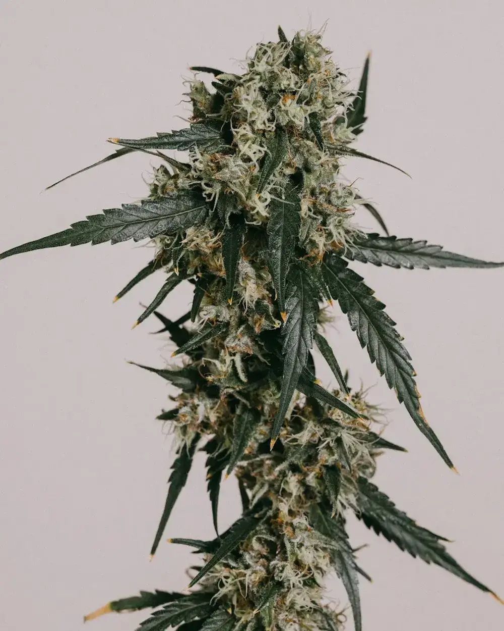 inside of cannabis grow tent
