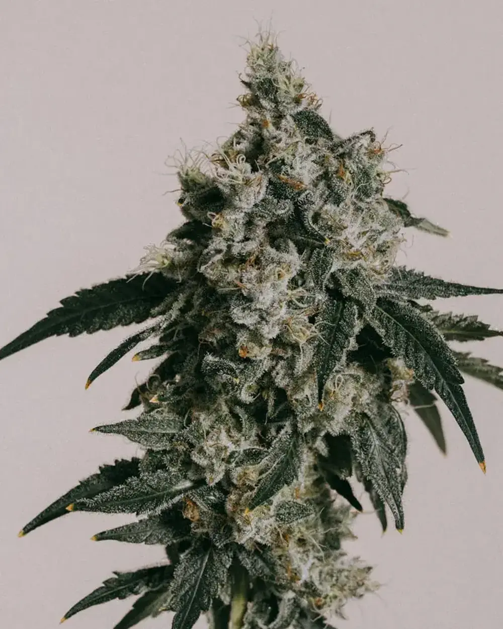 inside of cannabis grow tent