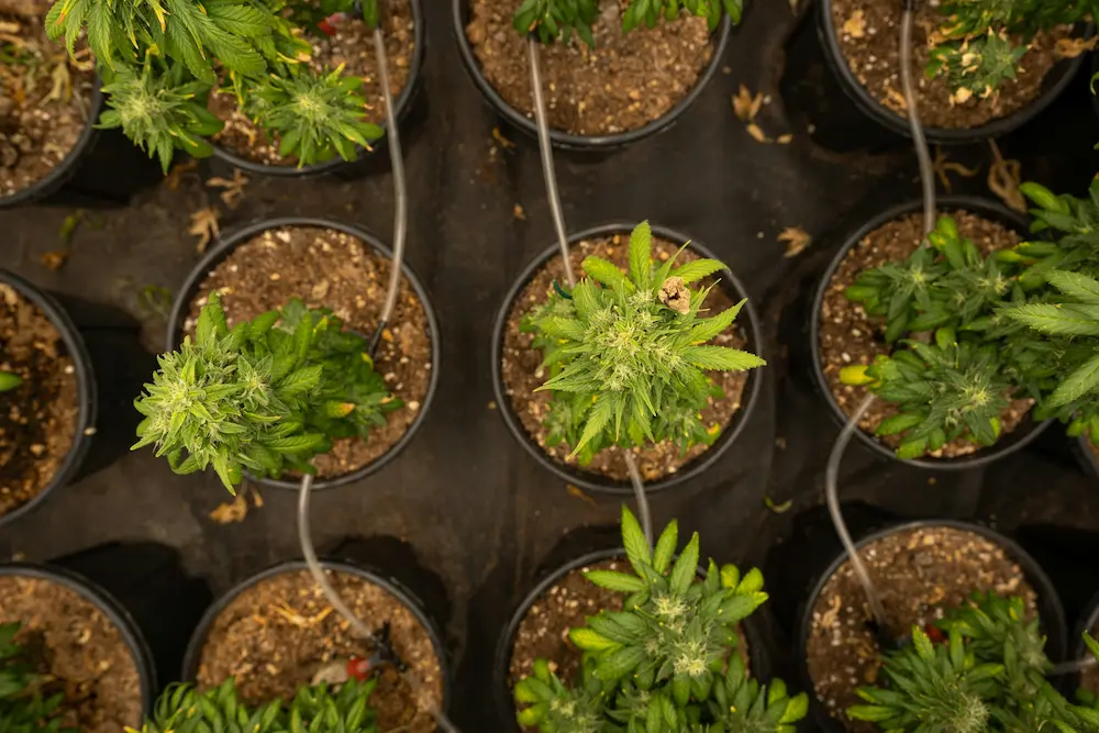 Young cannabis plants after transplantation