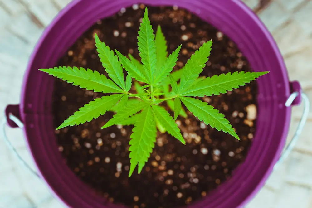 Young cannabis plant transplanted