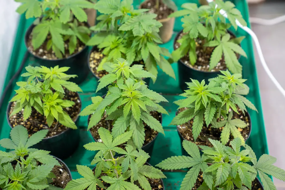 Young cannabis plants after transplantation