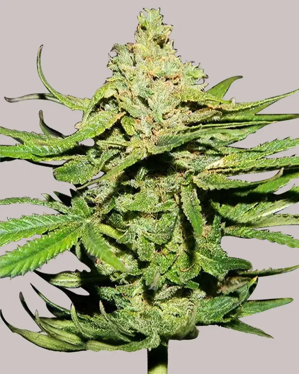 Cannatonic CBD weed plant