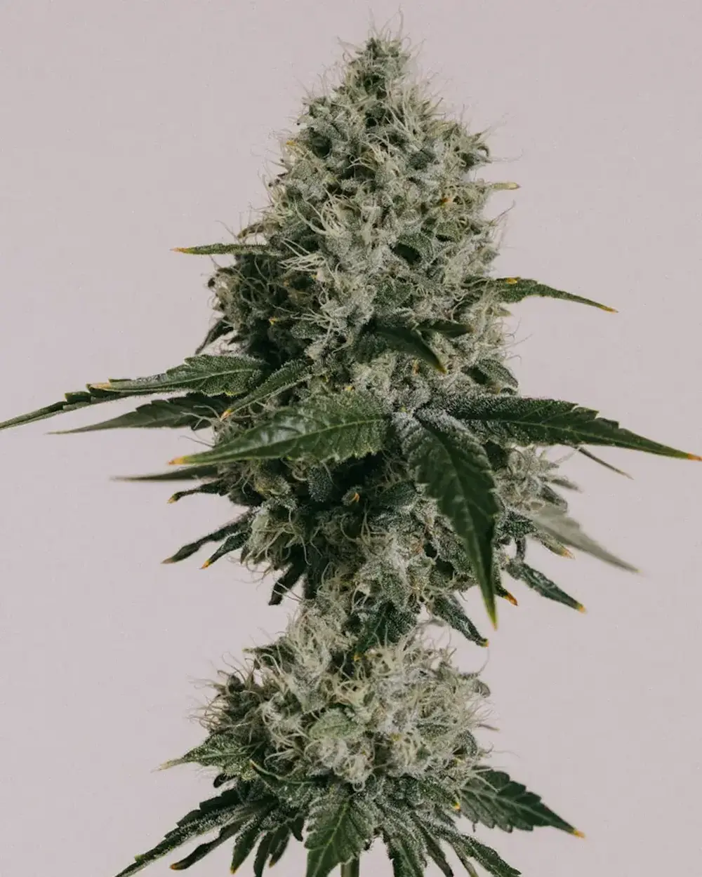 OG Kush CBD weed plant