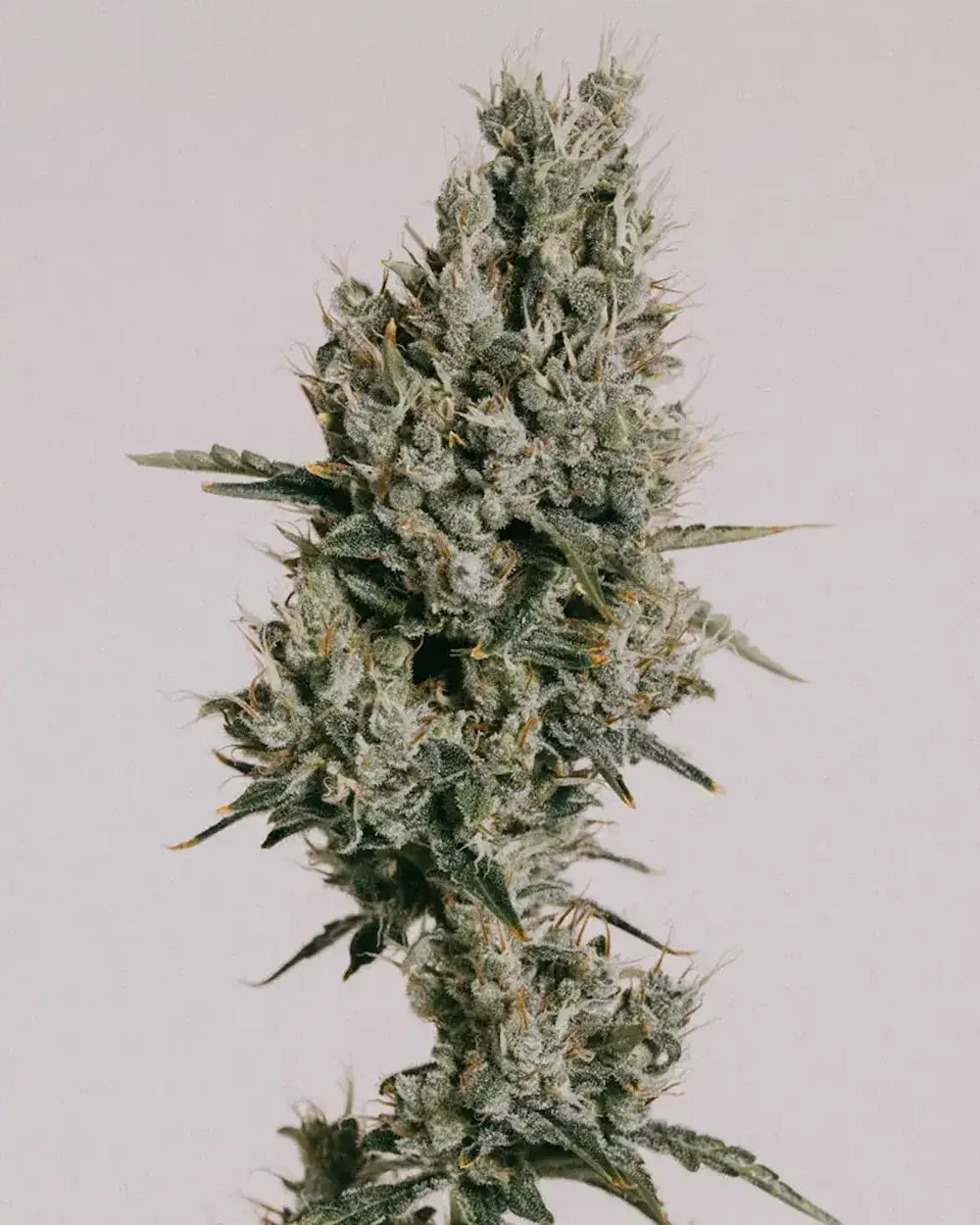 Strawberry Kush CBD weed plant
