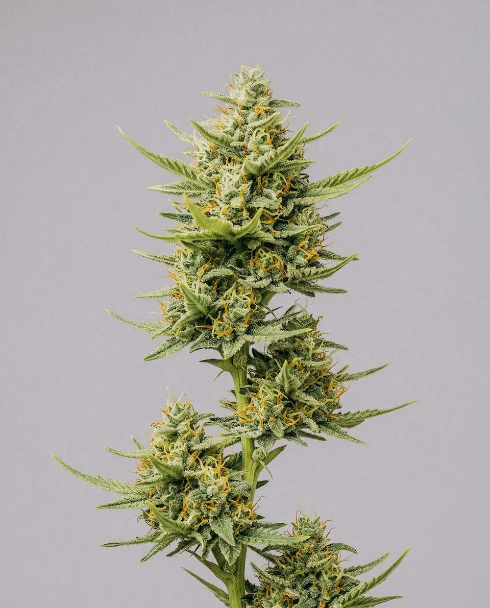 ACDC CBD weed plant