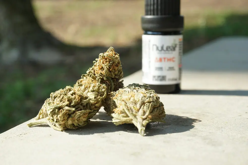 cannabis oil