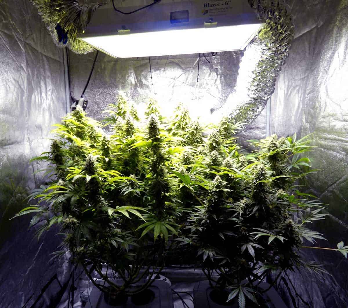 Growing Marijuana Indoors | Guide For Beginner Growers - Stoners Like